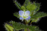 Ivyleaf speedwell